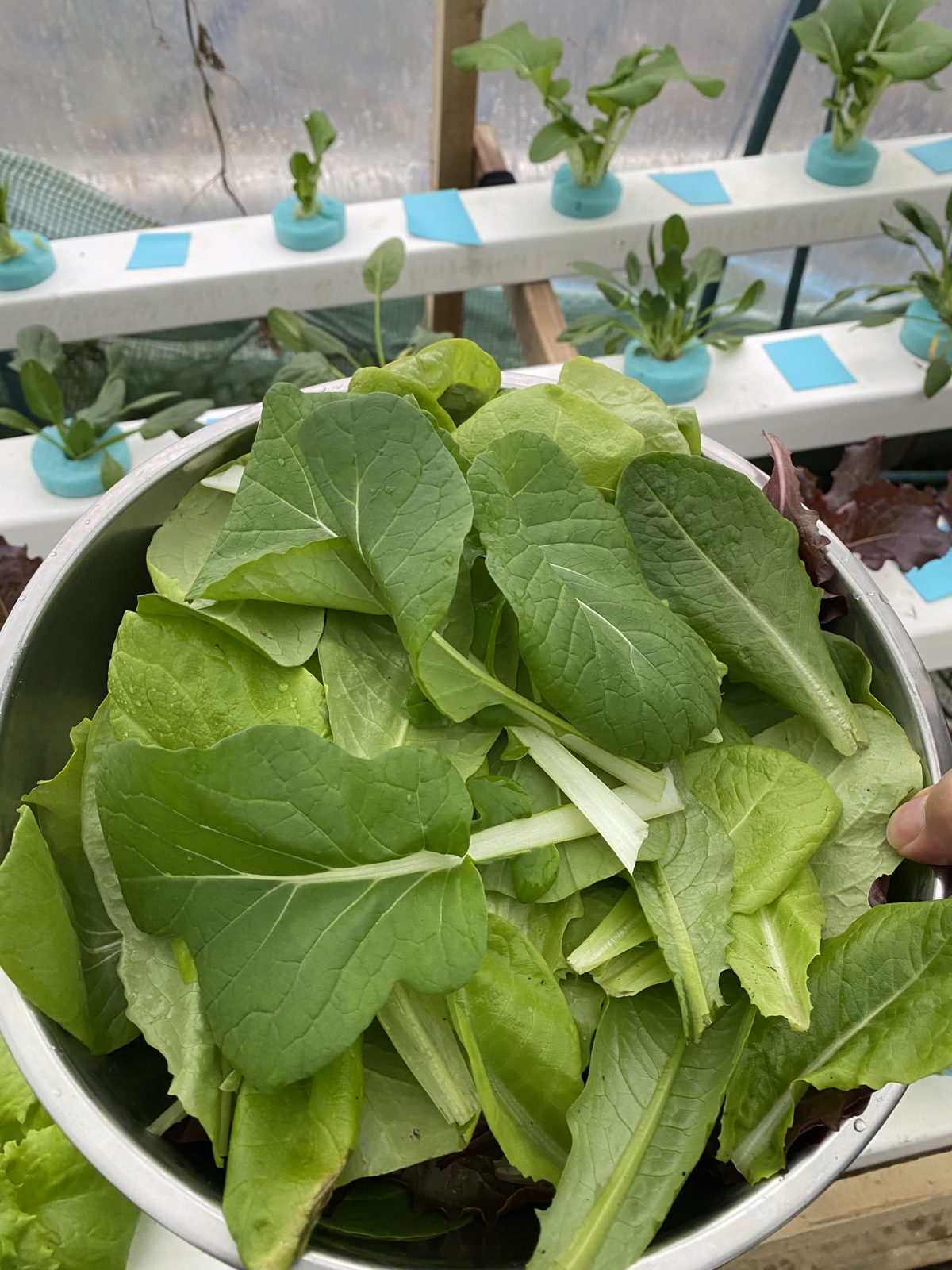 Stainless bowl full of freshly cut bok choy, lettuce and coriander leaves held over the NFT channels