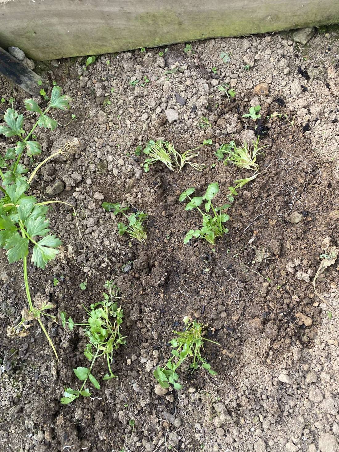 Six small coriander plants freshly transplanted into a garden bed of dark soil beside a wooden edge