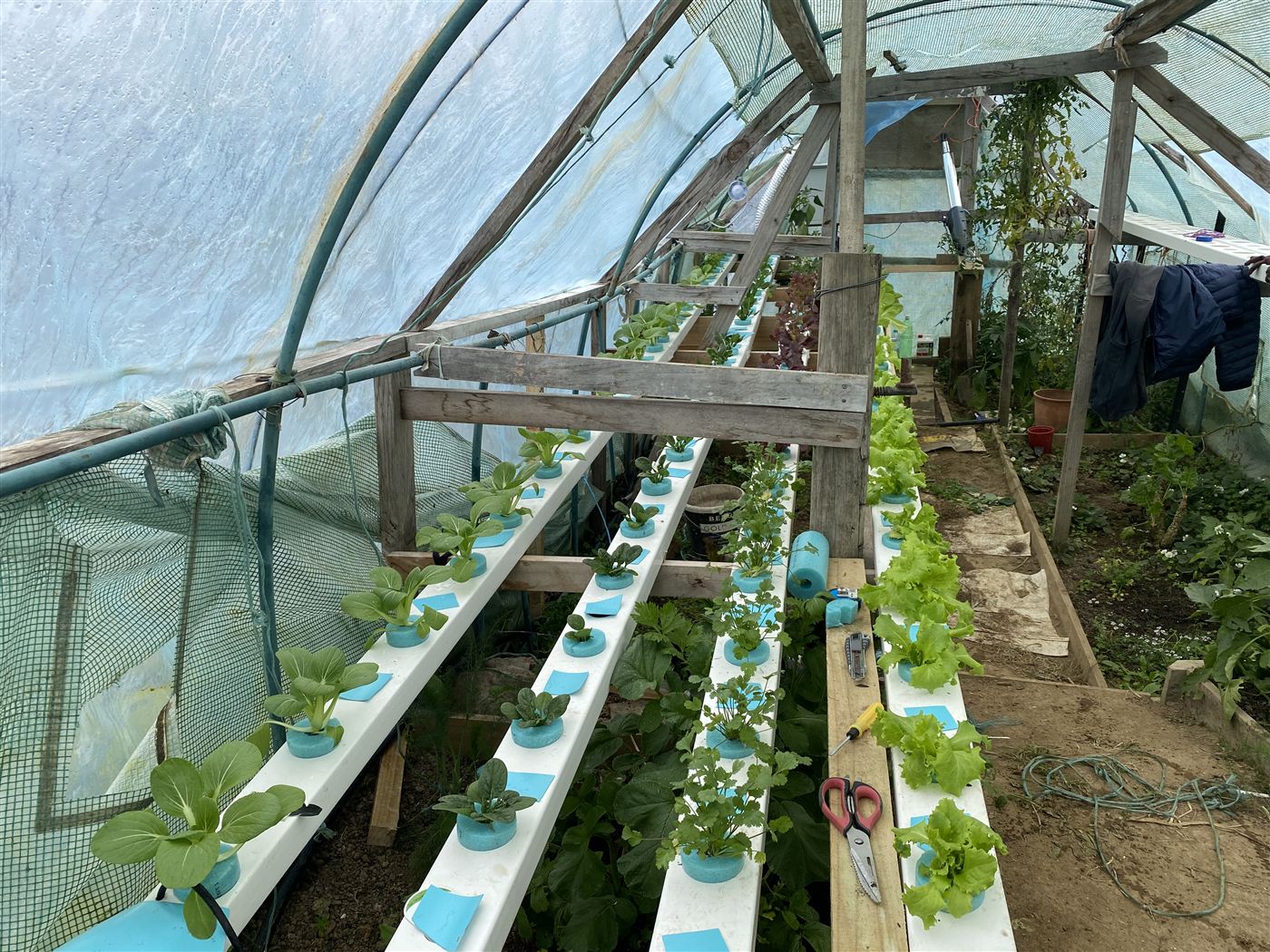 View down the greenhouse: four tiers of NFT channels with lettuce, bok choy and coriander, vent actuator on the far wall