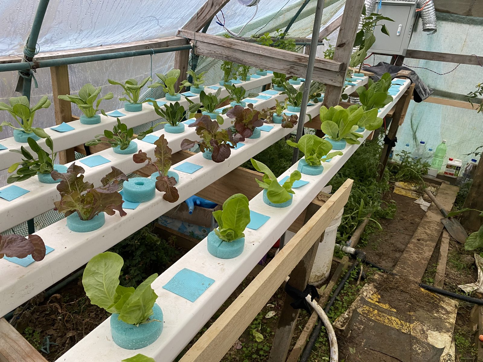 NFT channels after the first harvest: bok choy and lettuce with outer leaves removed, red lettuce, coriander stubs