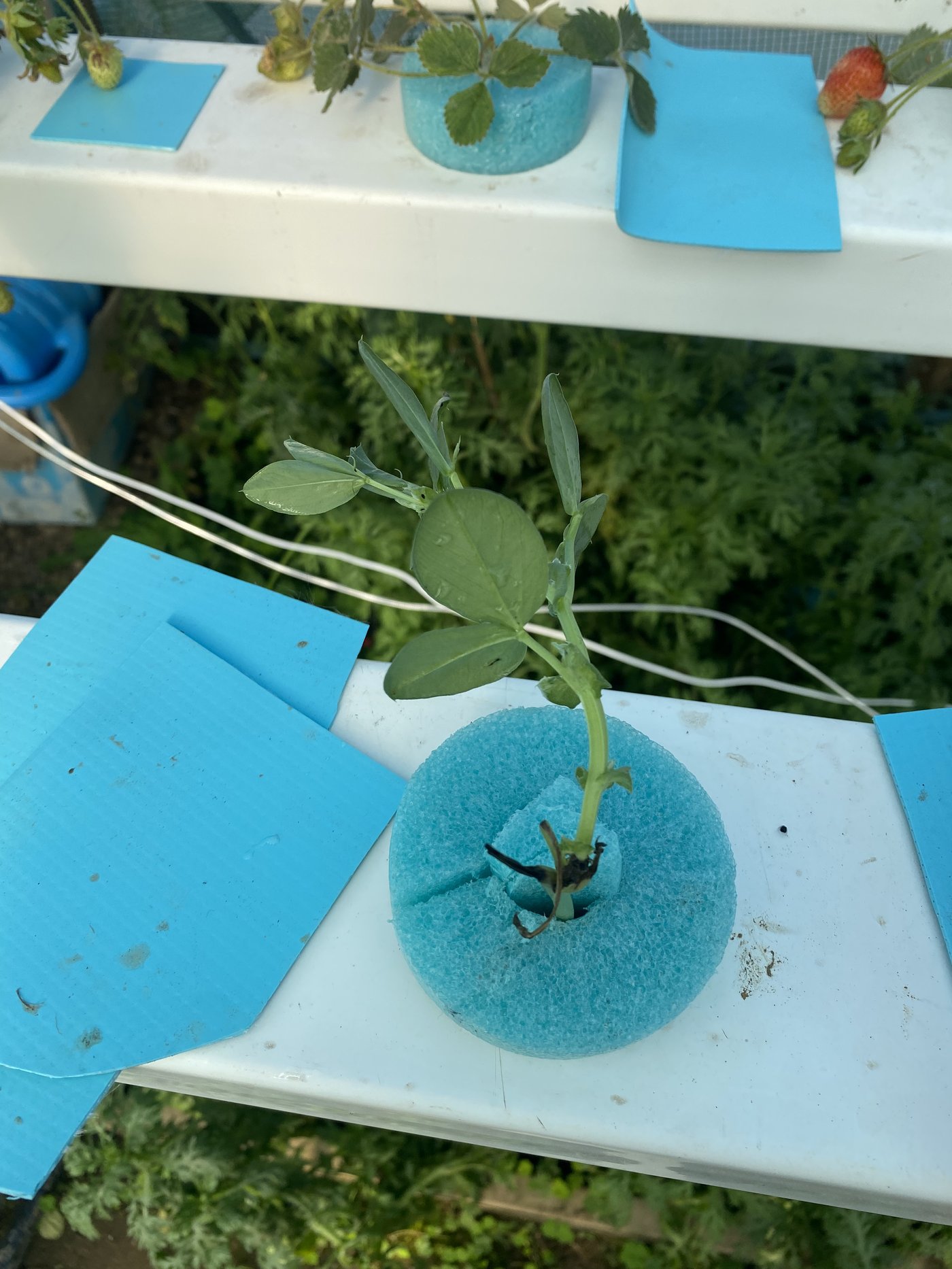 A young pea seedling in a blue foam collar lying on the white NFT channel lid, strawberry plants in the next channel