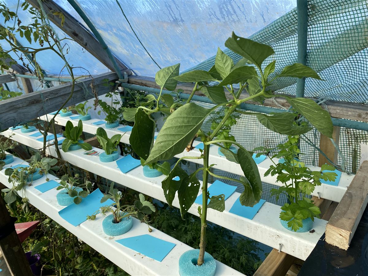 Mature pepper plant in a foam collar in the top NFT channel