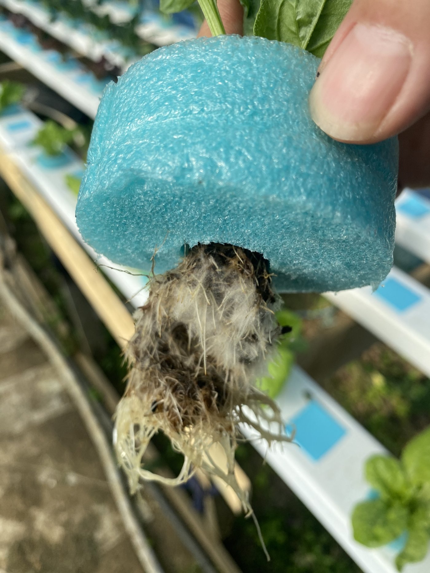 Hand holding a blue foam collar with the plant's root ball pulled out: dark old soil plug with brown roots and grey fuzz, and white new roots trailing from it