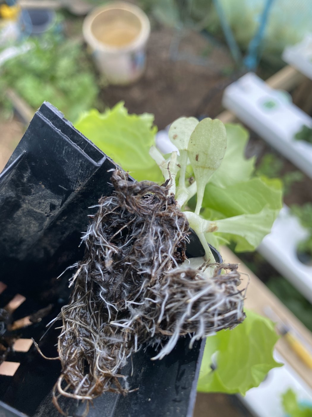 Root ball close-up showing white root hairs