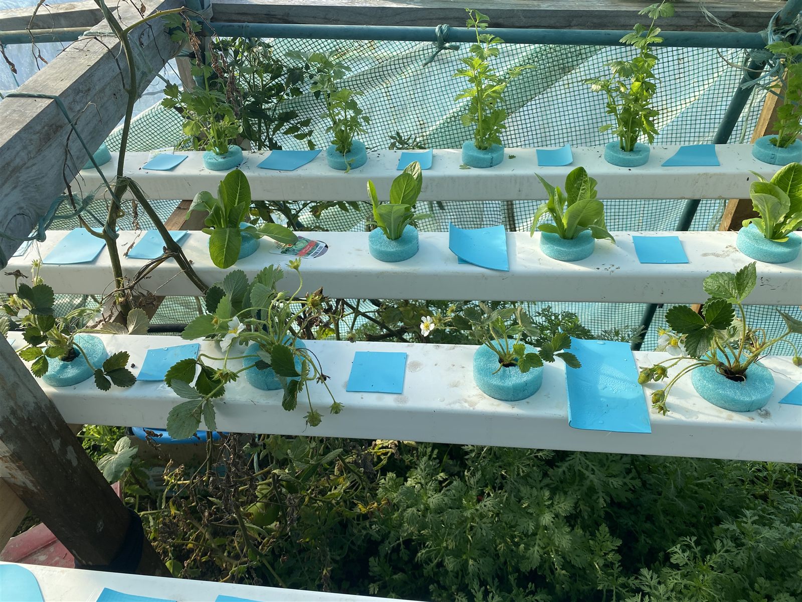Strawberry plants with foam collars in the bottom NFT channel, salad greens above