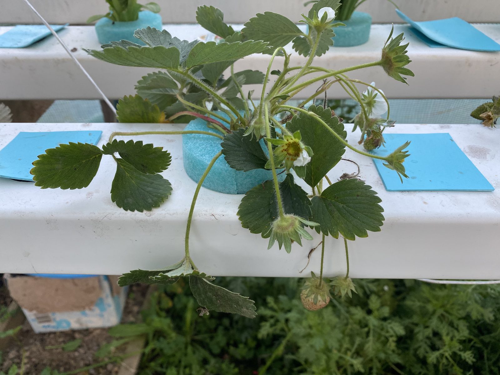 Hydroponic strawberry plant in a foam collar with open flowers and the first green fruit set
